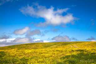 Meadows on Mauna Kea-8695 Meadows on Mauna Kea-8695